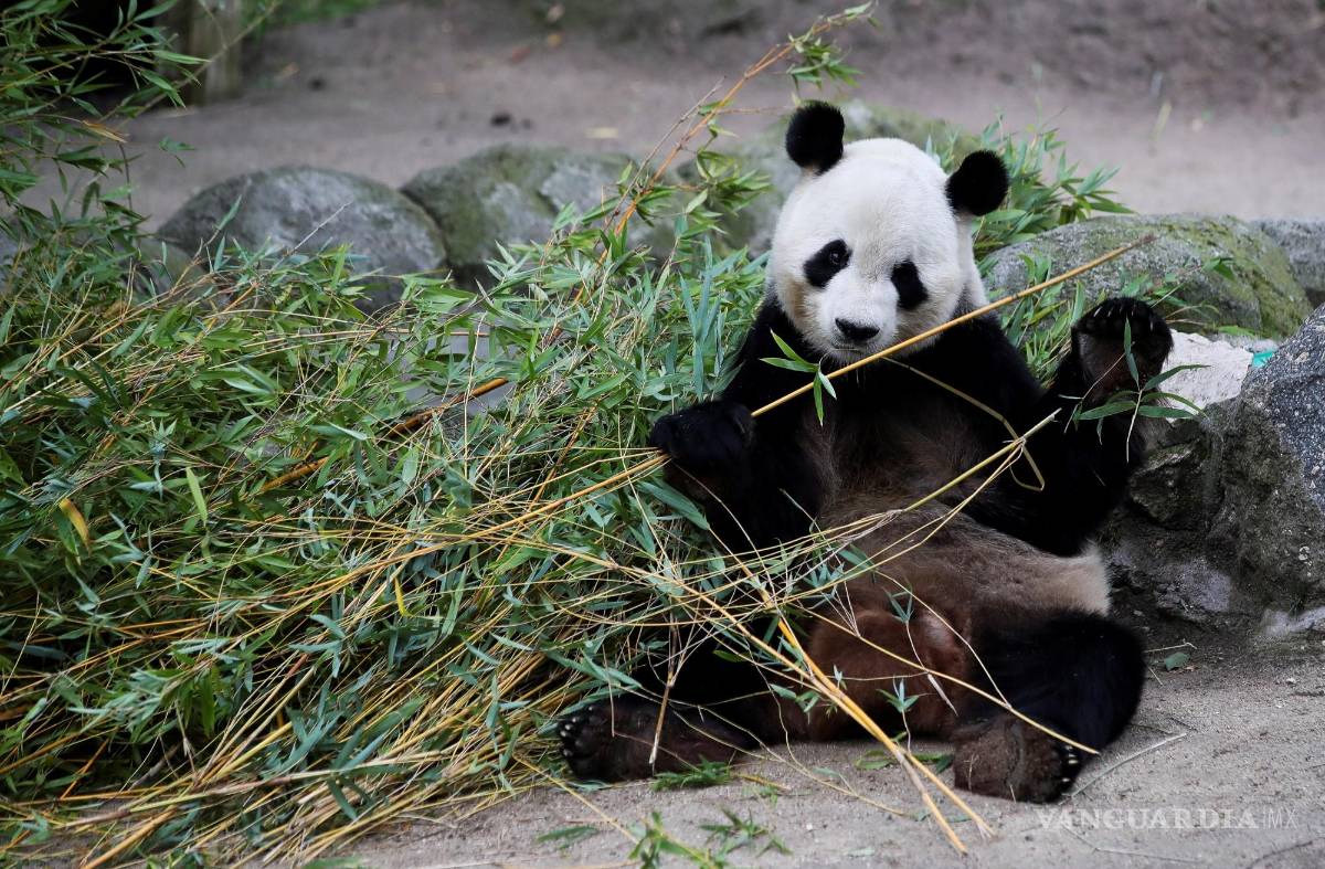 $!Vista de un oso panda del Zoo de Madrid. El oso panda aparece en los informes medioambientales como un animal en extinción. EFE/David Fernández