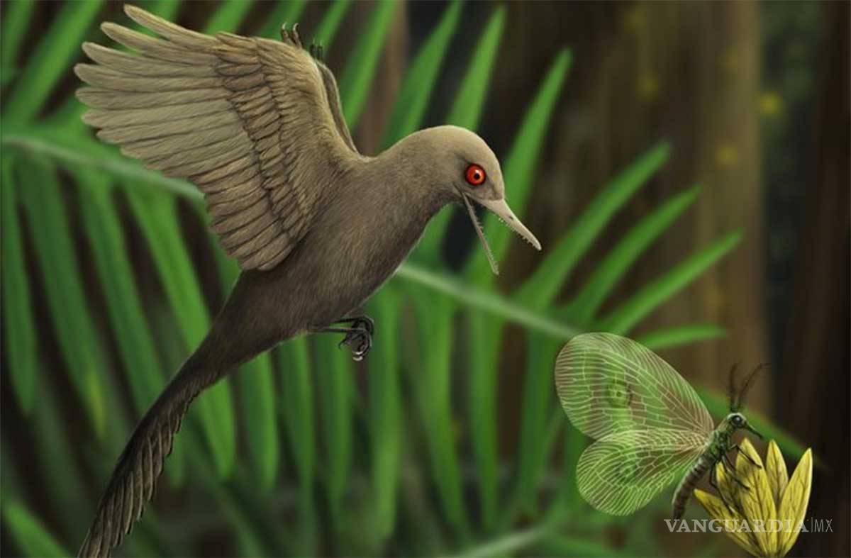 $!Paleontólogos descubren fósil del dinosaurio más pequeño de la historia, más diminuto que un colibrí