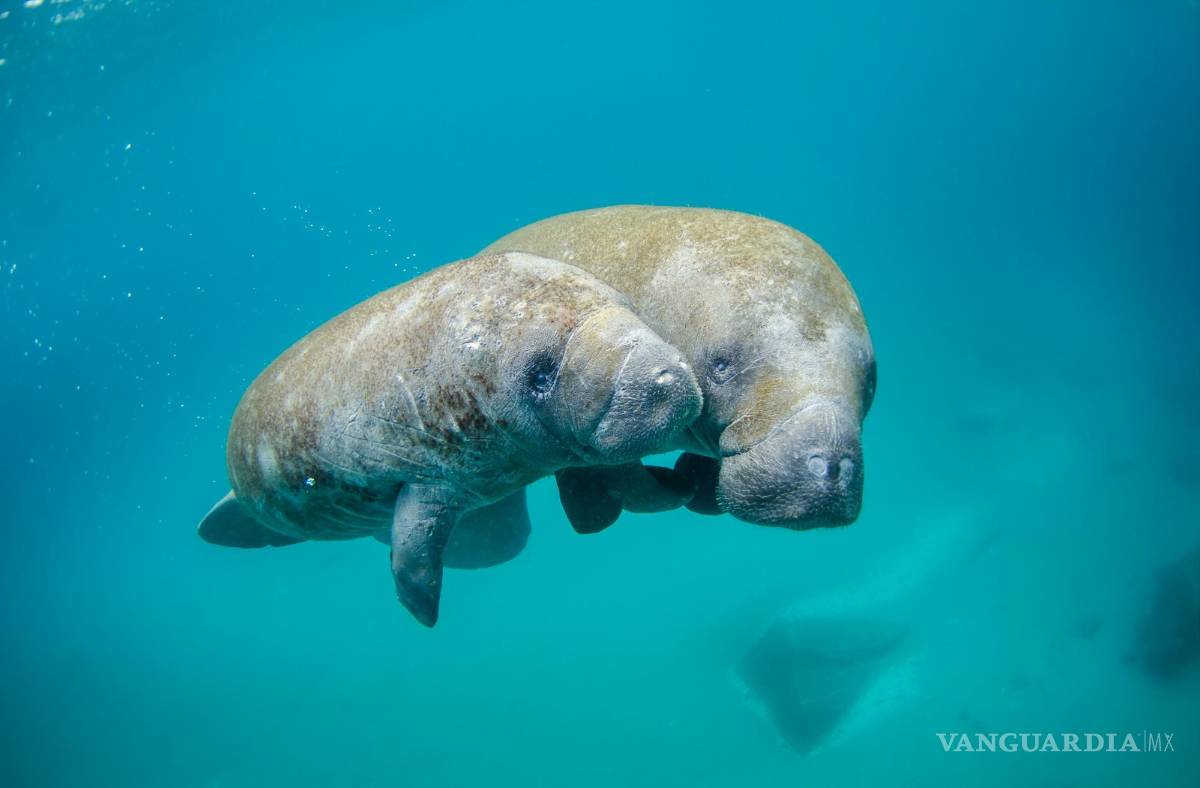 $!Estos artículos en tu hogar están lastimando a los animales marinos