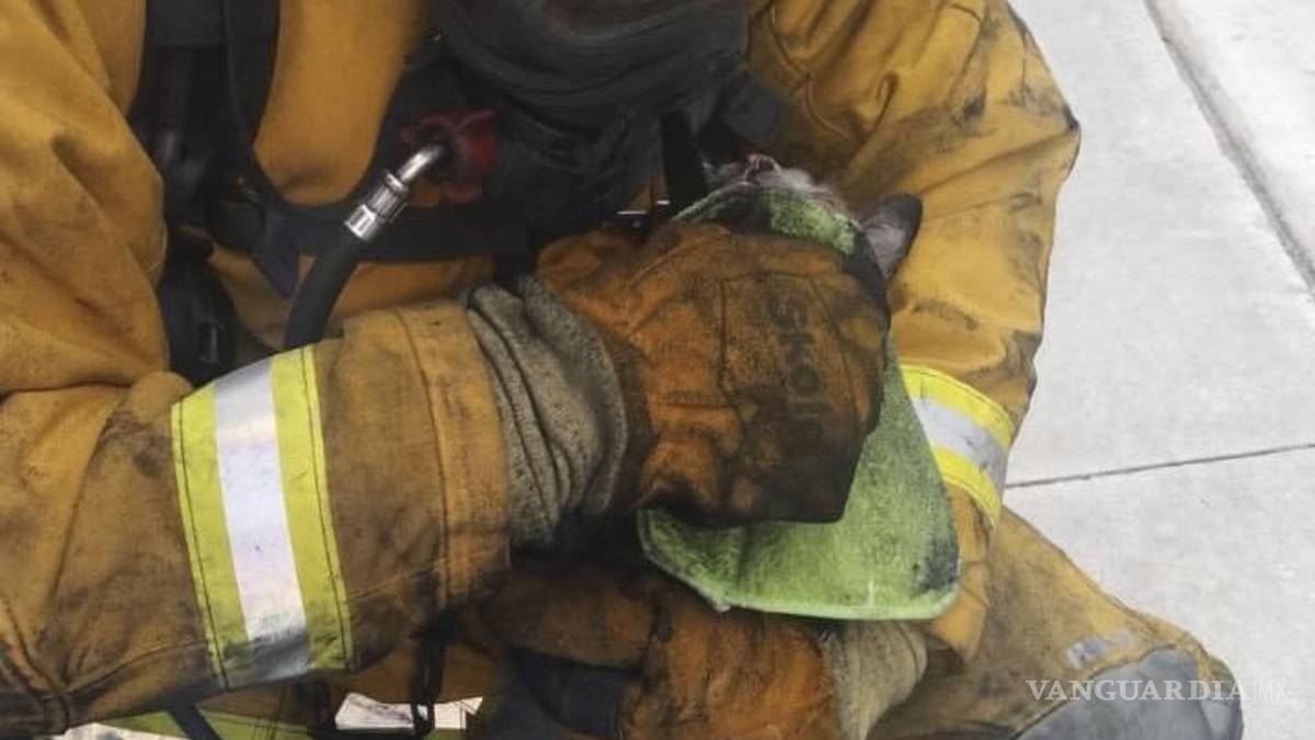 Salvan a gatito que estuvo a punto de morir calcinado en incendio en colonia de Ramos Arizpe