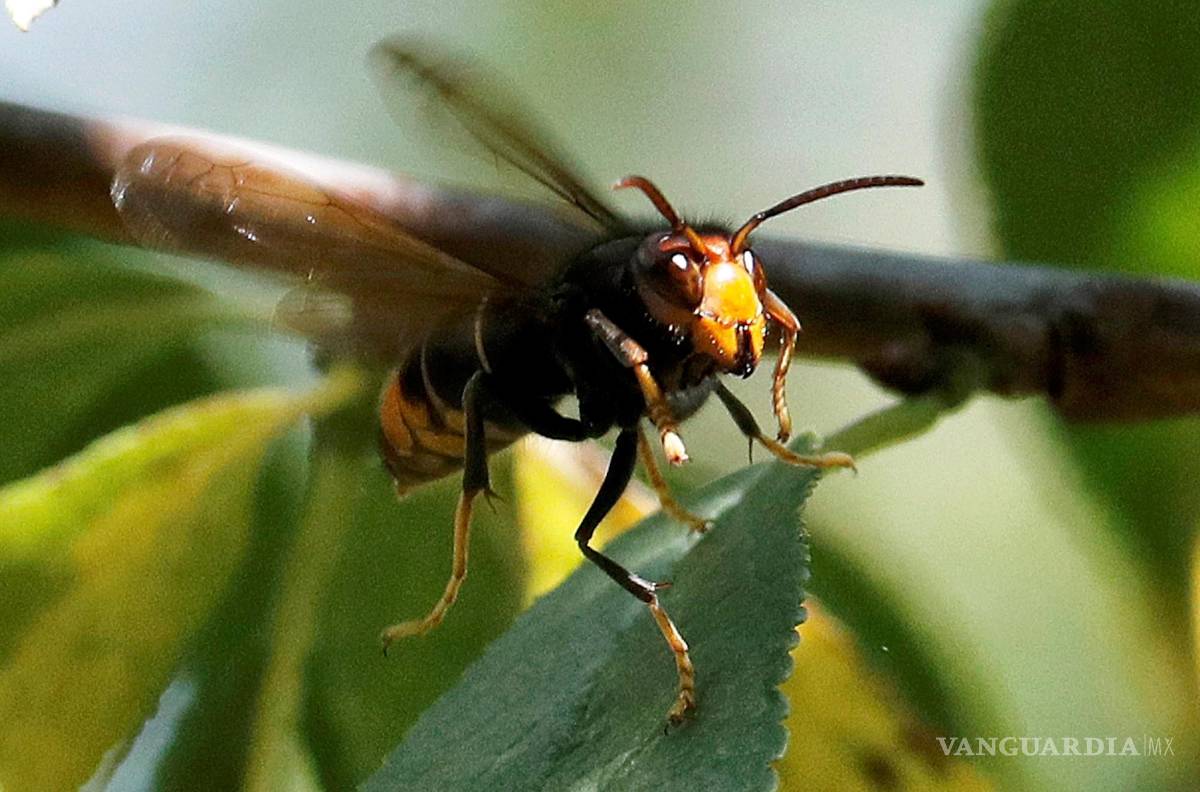 $!Fotografía de una avispa velutina, comunmente conocida como avispa asiática, cerca de Santiago de Compostela. EFE/EPA/Lavandeira jr