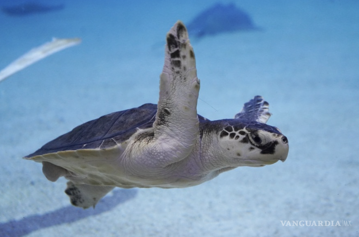 $!Autoridades estatales informaron que, durante la actual administración, se han liberado 590 mil 030 crías de esta especie en peligro de extinción.