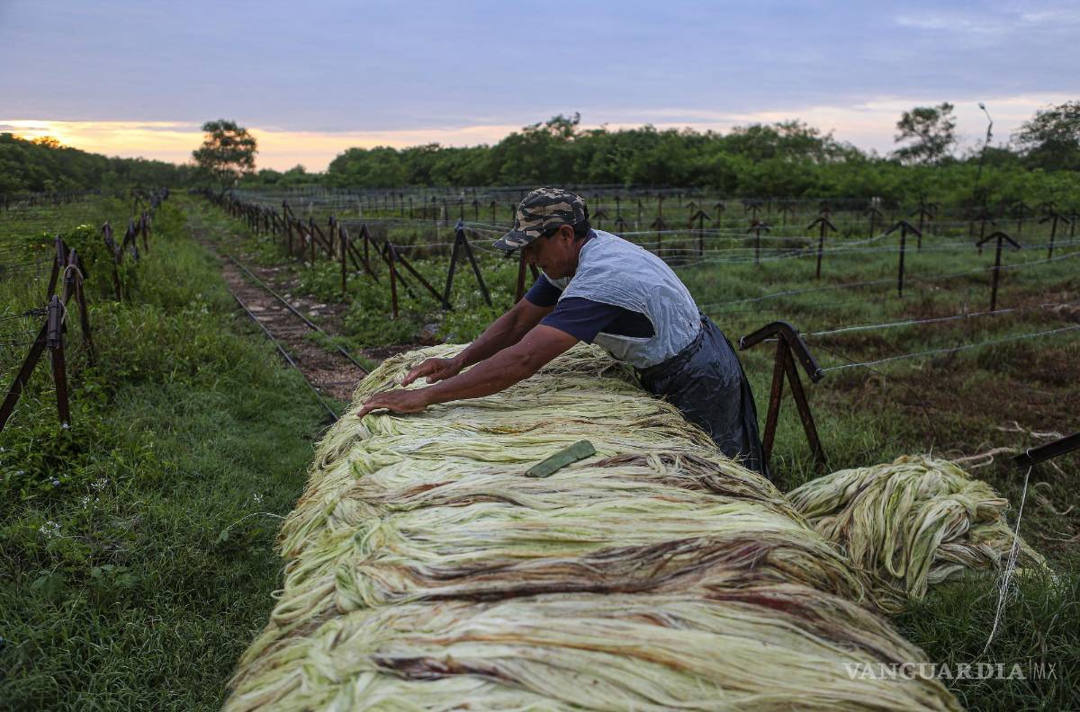 $!Trabajadores laboran en una planta procesadora de henequén en el municipio de Telchac Pueblo, Yucatán (México).