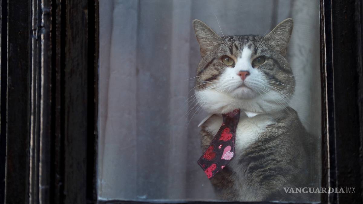 "El gato de Assange se salvó”, dice abogado que la mascota del fundador de Wikileaks fue retirado de la sede diplomática