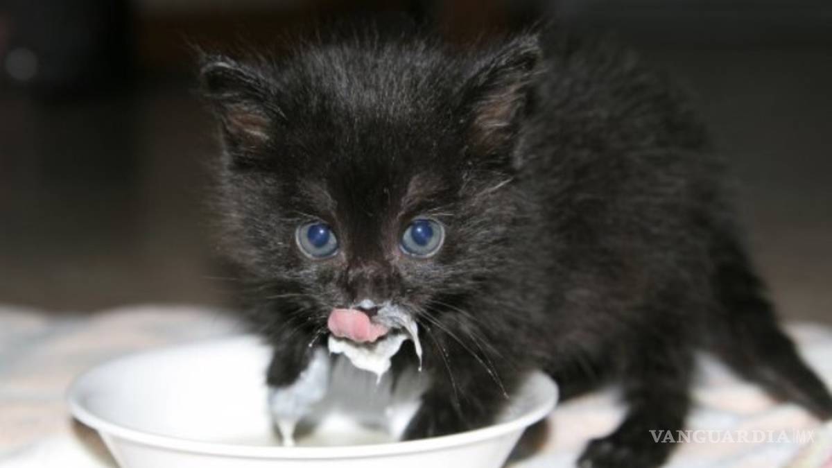 ¿Los gatos toman leche?