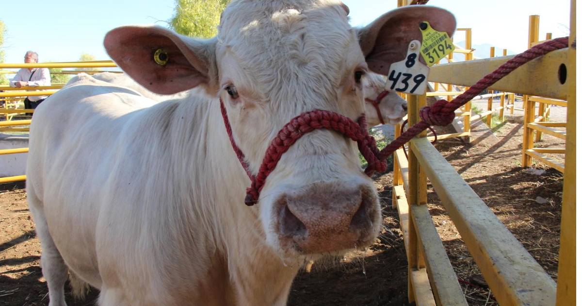Por gusano barrenador, ganaderos padecen de altos costos en NL