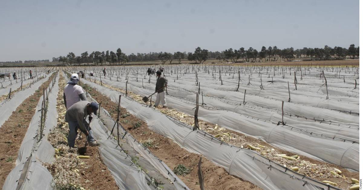 Urge a EU reponer pérdida de 155 mil jornaleros tras redadas de Trump