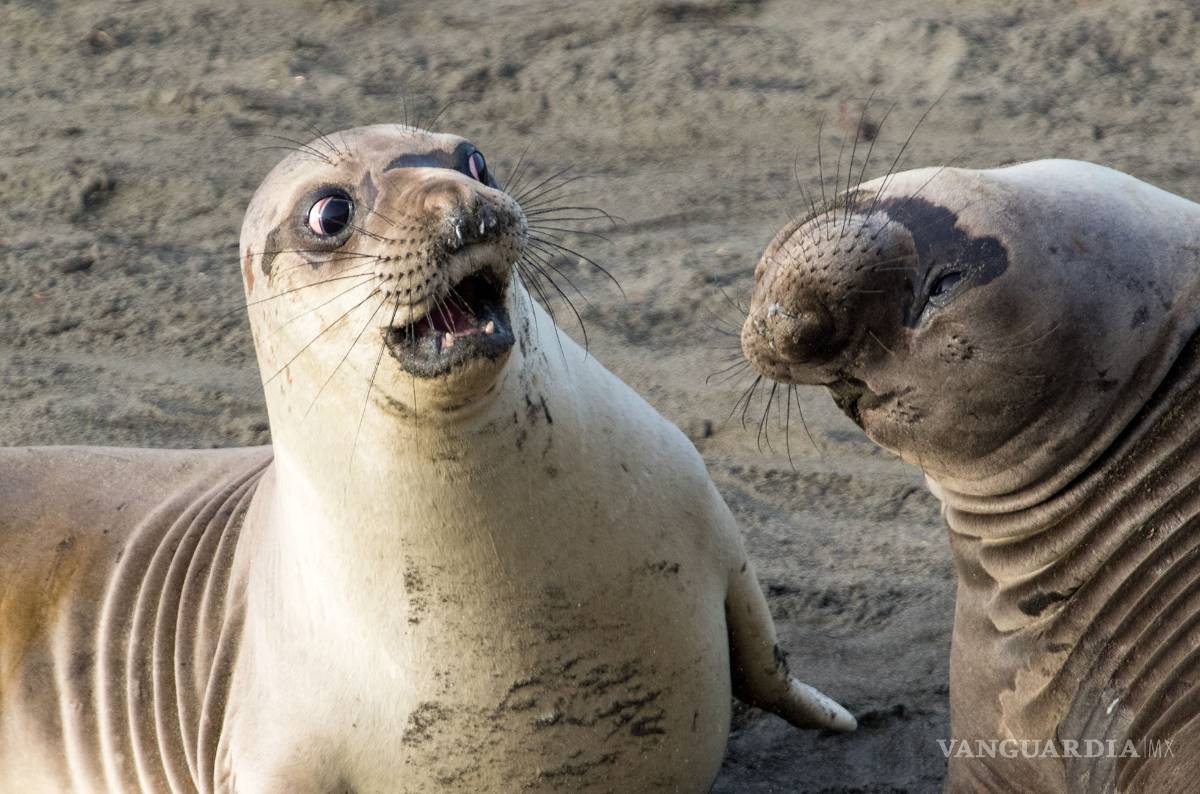 $!Comedy Wildlife Photography Awards: Los momentos más graciosos del mundo animal