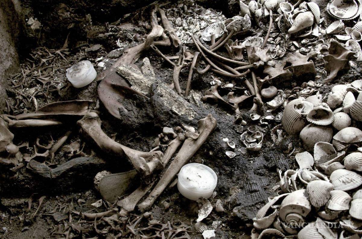 $!Arqueólogos hallan el más grande depósito de estrellas de mar descubierto, hasta ahora, en el Templo Mayor.Cuartoscuro/INAH