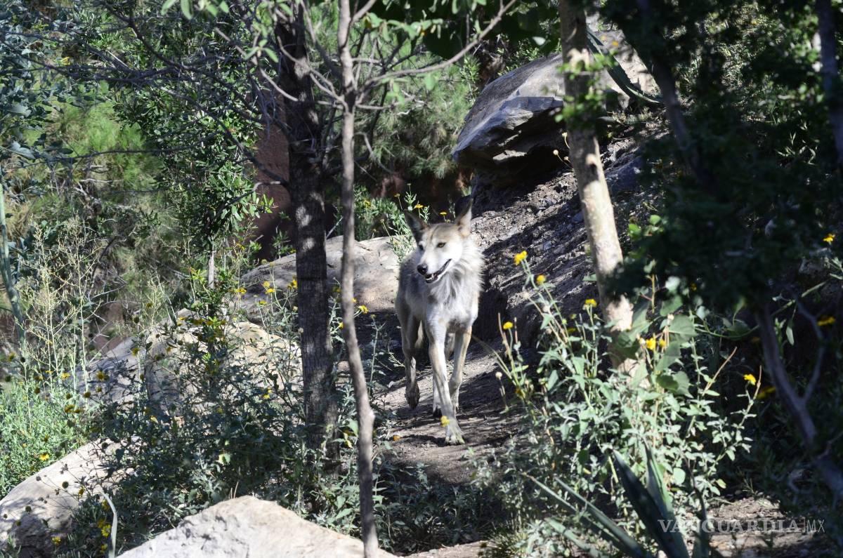 $!Nacen cuatro lobeznos en el Museo del Desierto de Coahuila