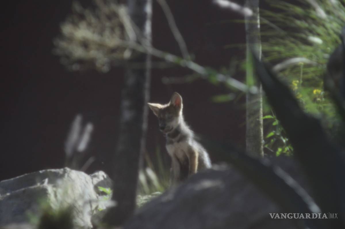 $!Nacen cuatro lobeznos en el Museo del Desierto de Coahuila