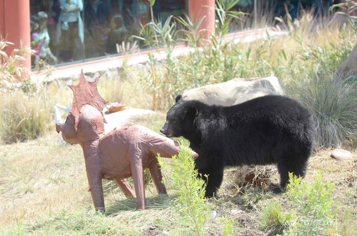$!Pastel y piñata para 'Capi' y 'Camila' en el Mude