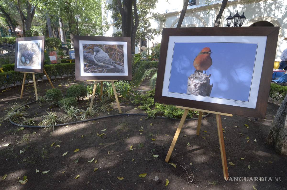 $!Celebran migración de aves con festival artístico el Museo de las Aves de Saltillo