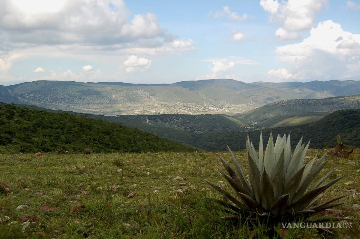 $!Agave de tequila ayuda a contrarrestar la osteoporosis: estudio