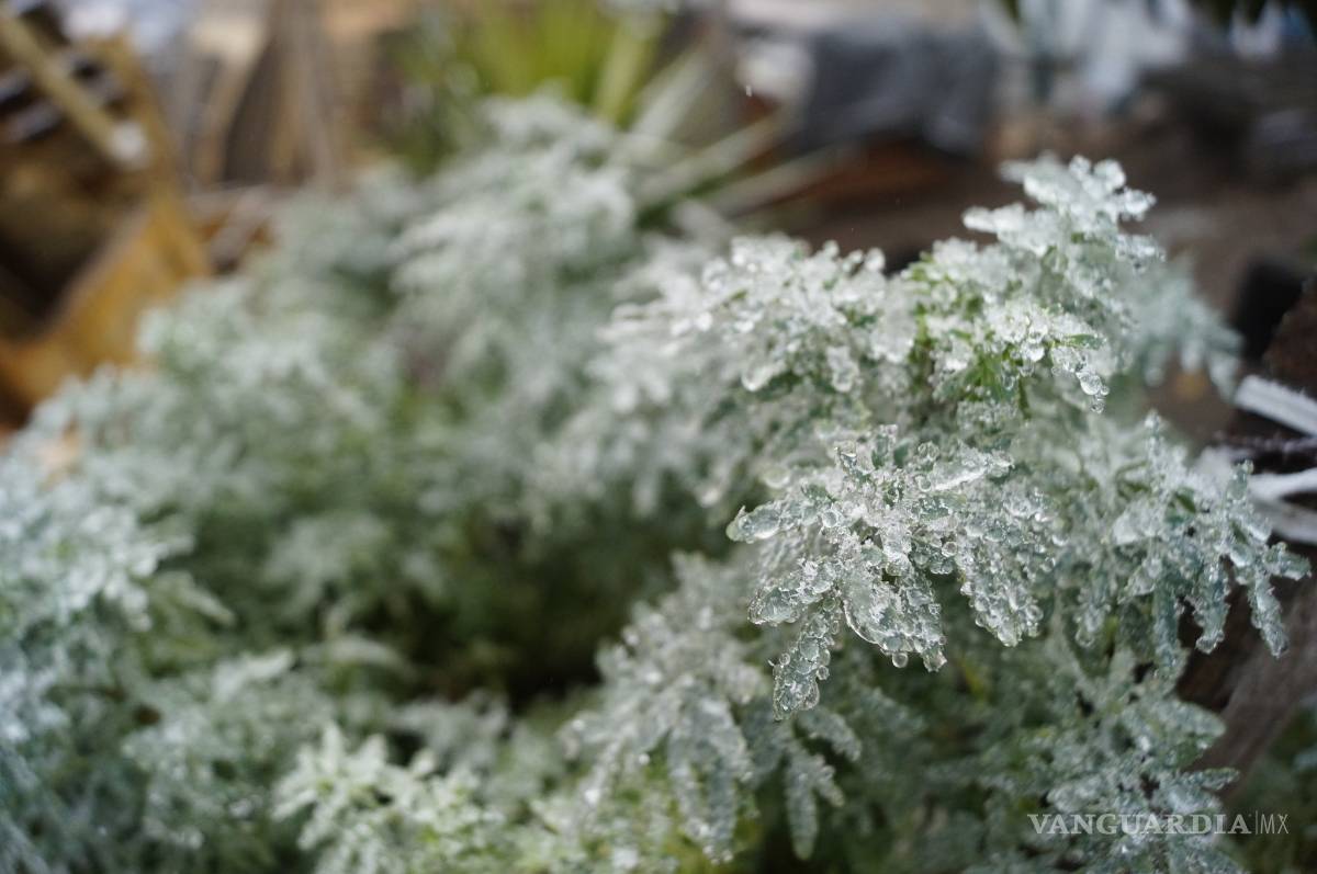 $!Cae aguanieve en Saltillo