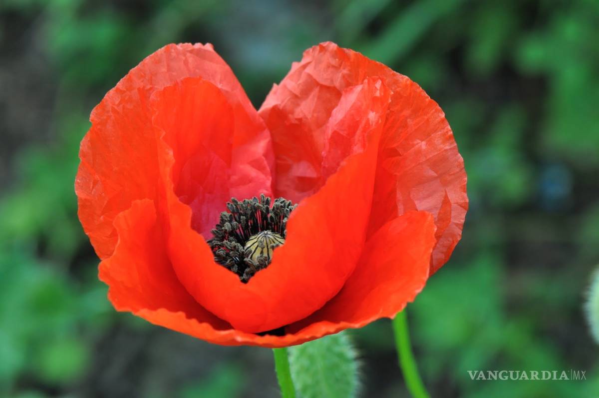 $!'Florecen' los cultivos de amapola en varias regiones del país