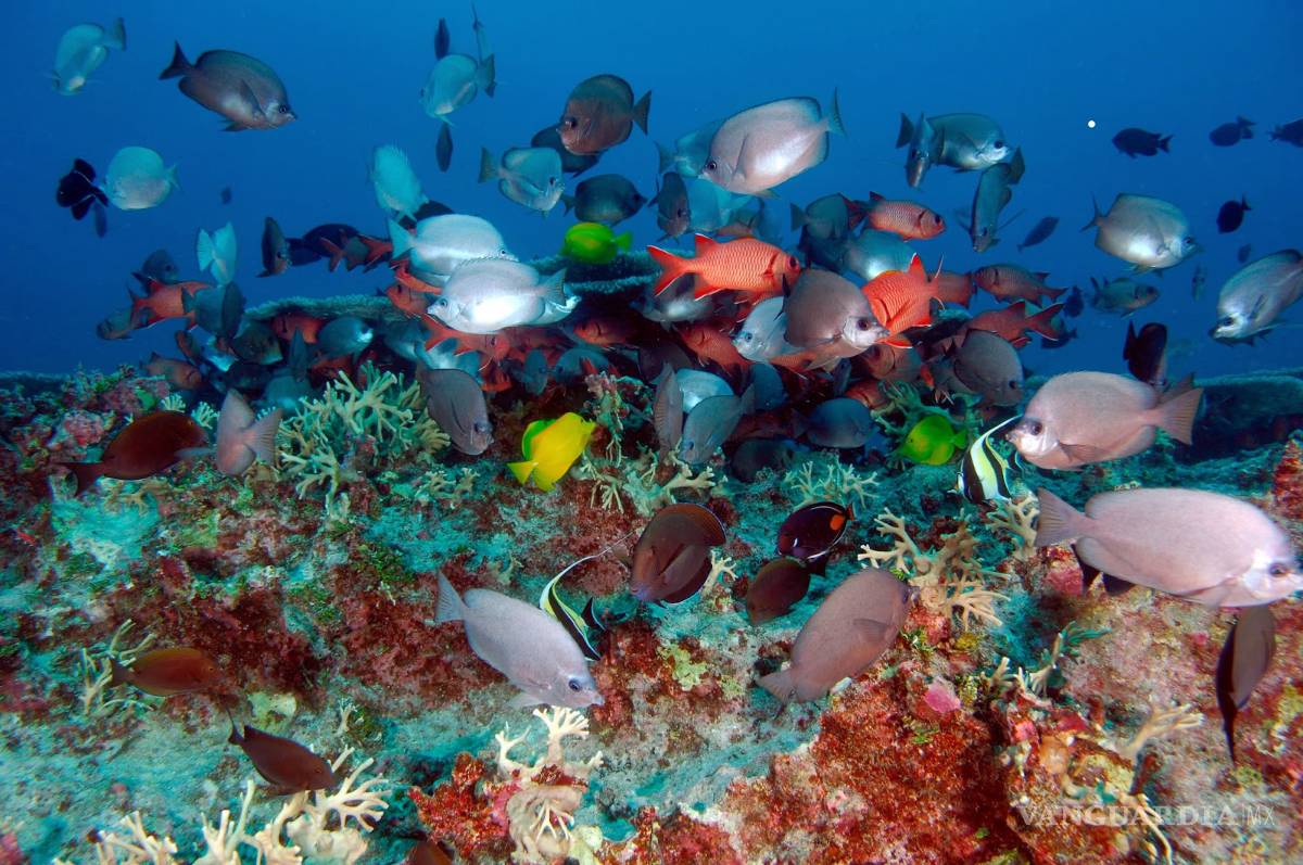 $!Obama crea la región protegida más grande del mundo en Hawaii