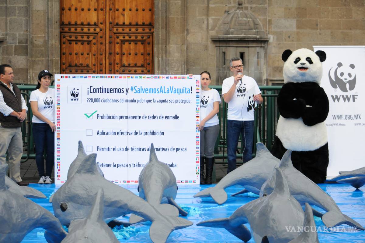 $!Expertos sugieren cercar zona de vaquitas marinas en México