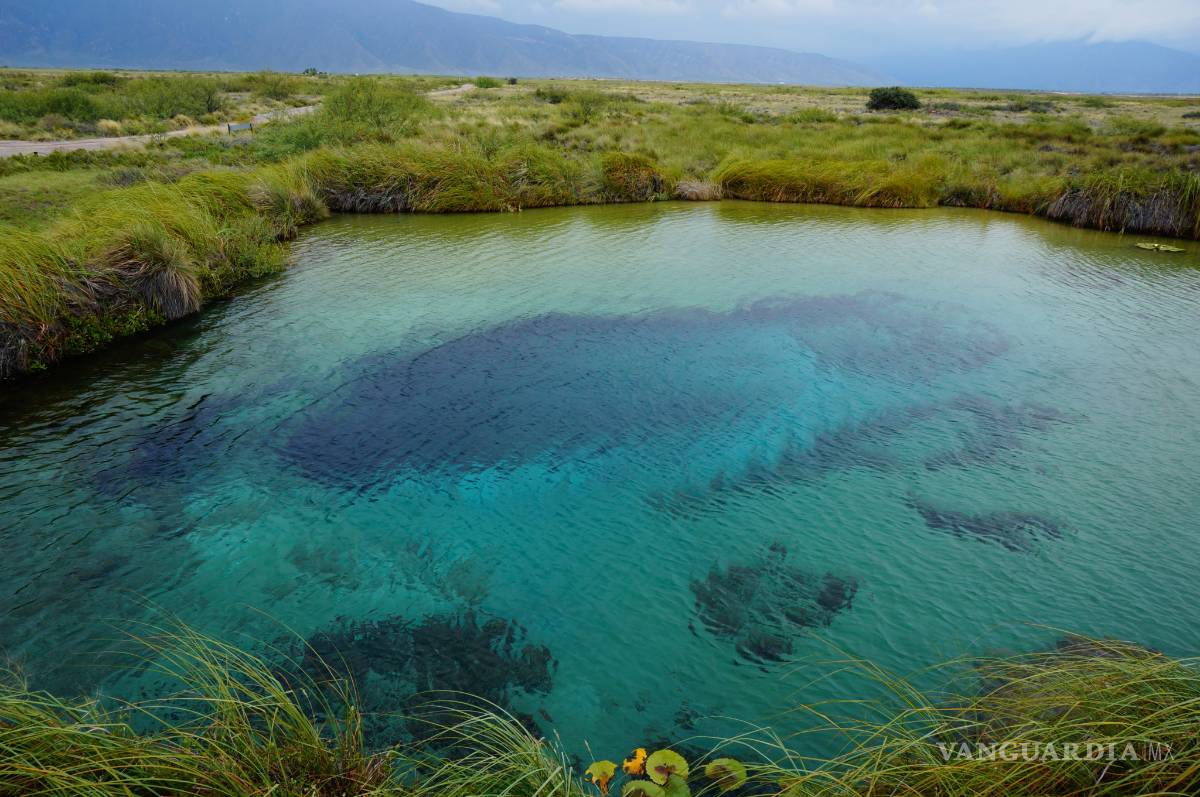 $!Extranjeros saquean especies endémicas de Cuatro Ciénegas