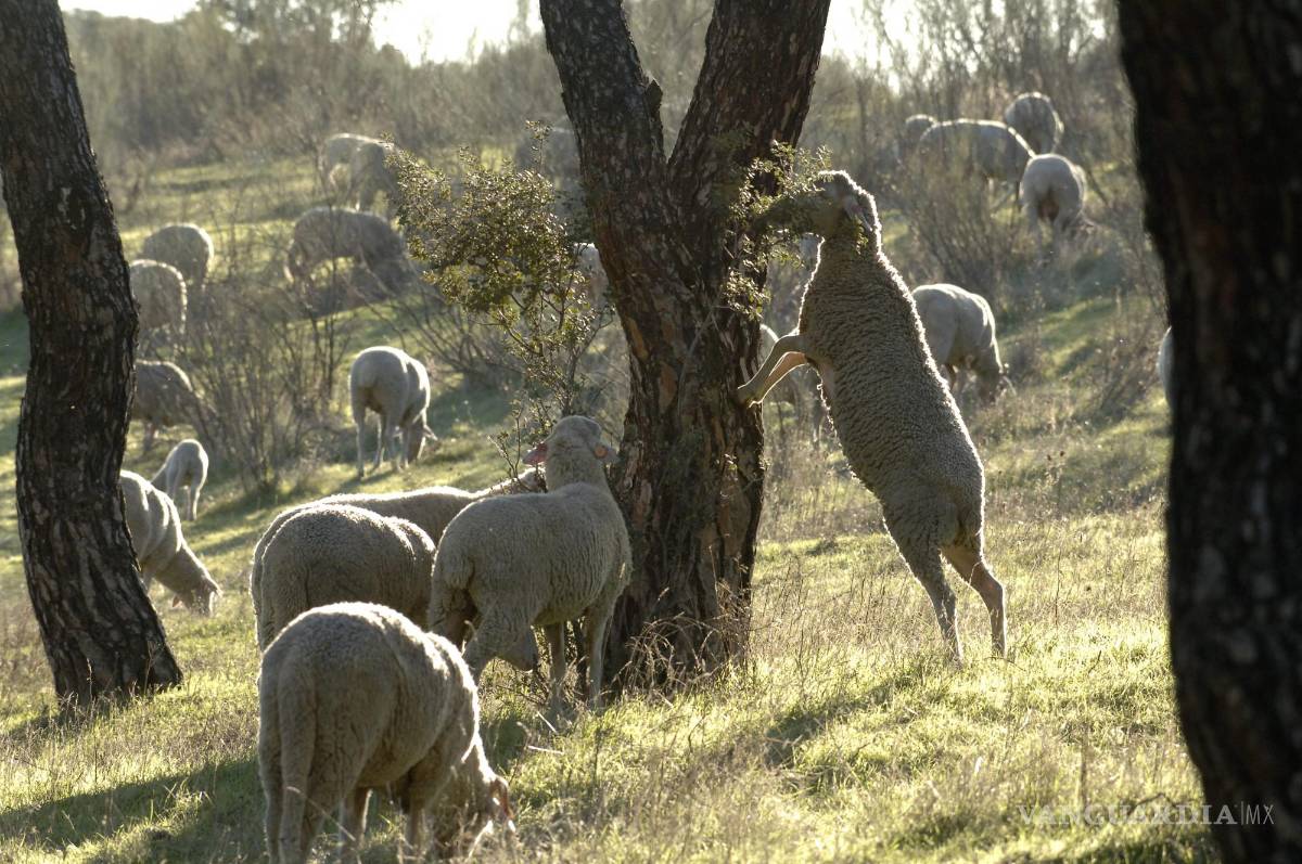 $!El lobo se ha hecho más sedentario con la proliferación de los pueblos, con el ganado doméstico al que empezó a atacar, dice Camps.