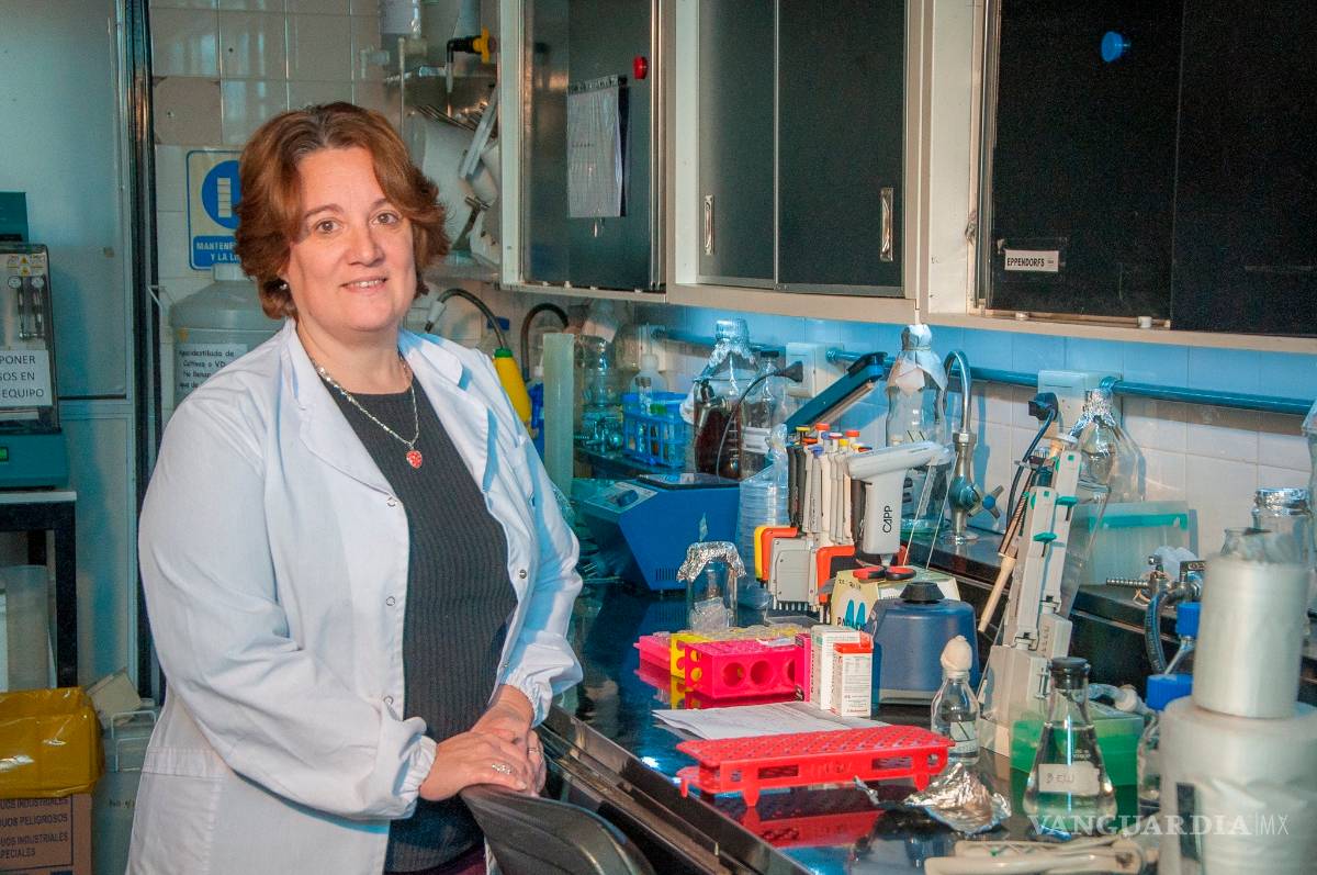 $!Descubren que los anticuerpos de las llamas neutralizan al COVID-19