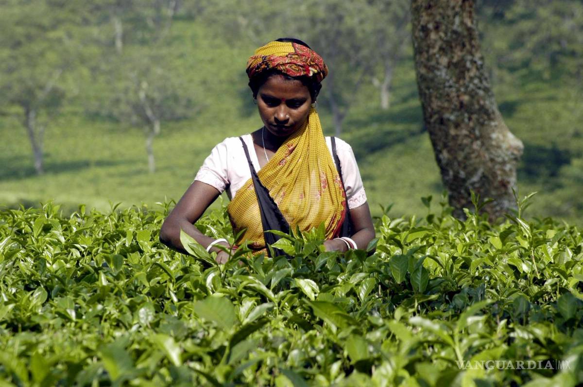$!El té se cultiva, tanto en ambientes tropicales como subtropicales.