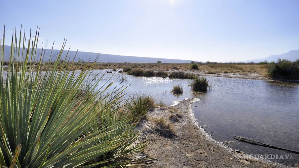 En Coahuila colabora UAdeC en la conservación del área protegida de Cuatro Ciénegas