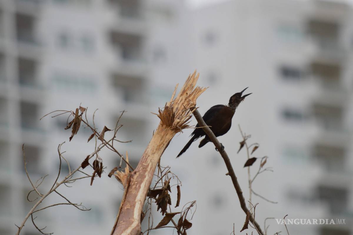 $!Denuncian ante PGR “ecocidio” del Estado de Quintana Roo