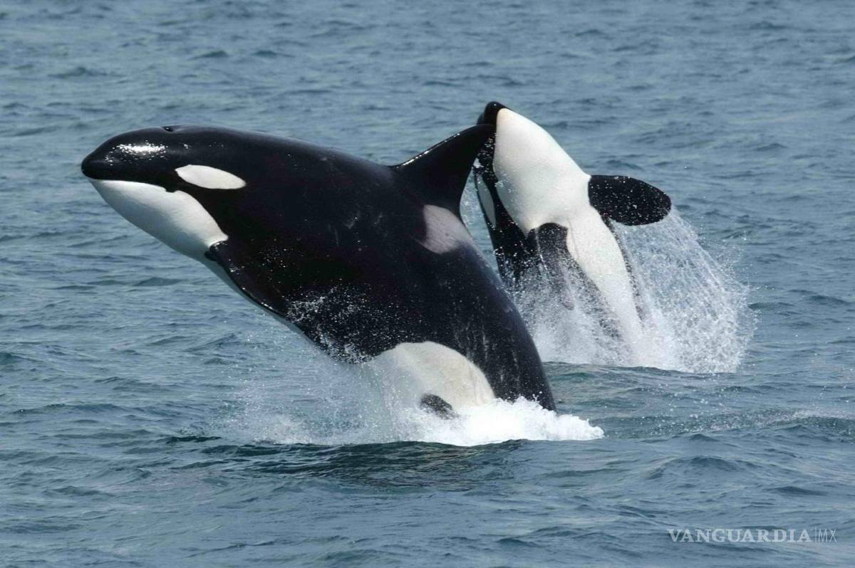 $!ONG insiste en alertar por terminal de gas en el Golfo de California: afectaría a ballenas y lobos marinos