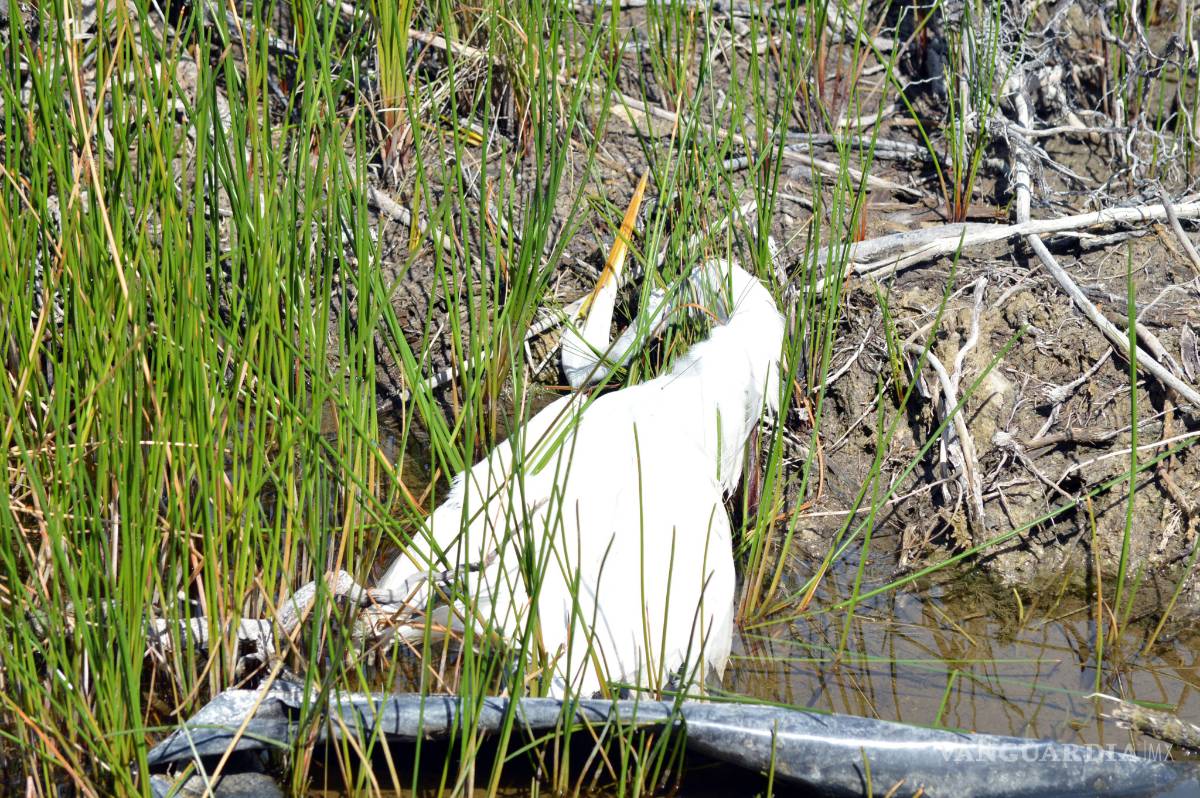 $!Norte de Quintana Roo perdió 55% de superficie de manglar en 40 años