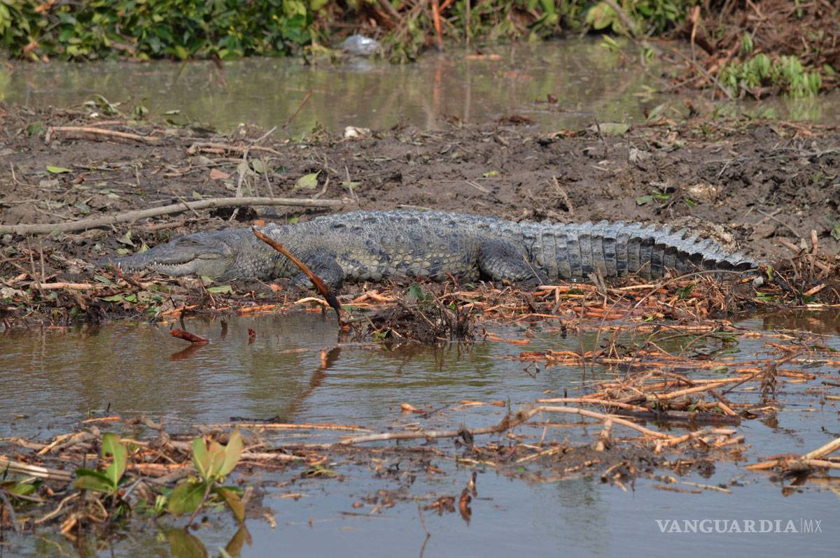 $!El Manglar Tajamar podría regenerarse, pero en 30 años