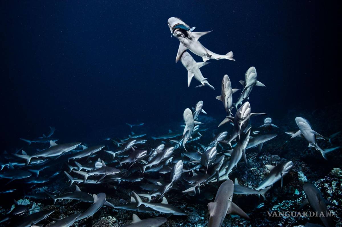 $!Estas son las mejores fotografías de animales del 2018 según National Geographic