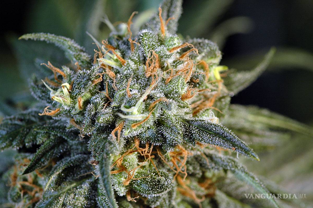 $!Las 10 variedades de 'mota' más exóticas