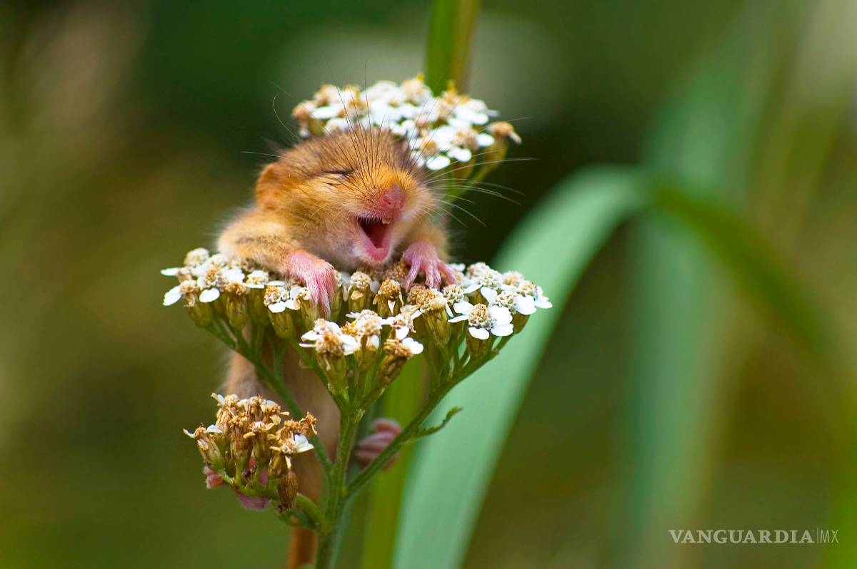 $!Comedy Wildlife Photography Awards: Los momentos más graciosos del mundo animal