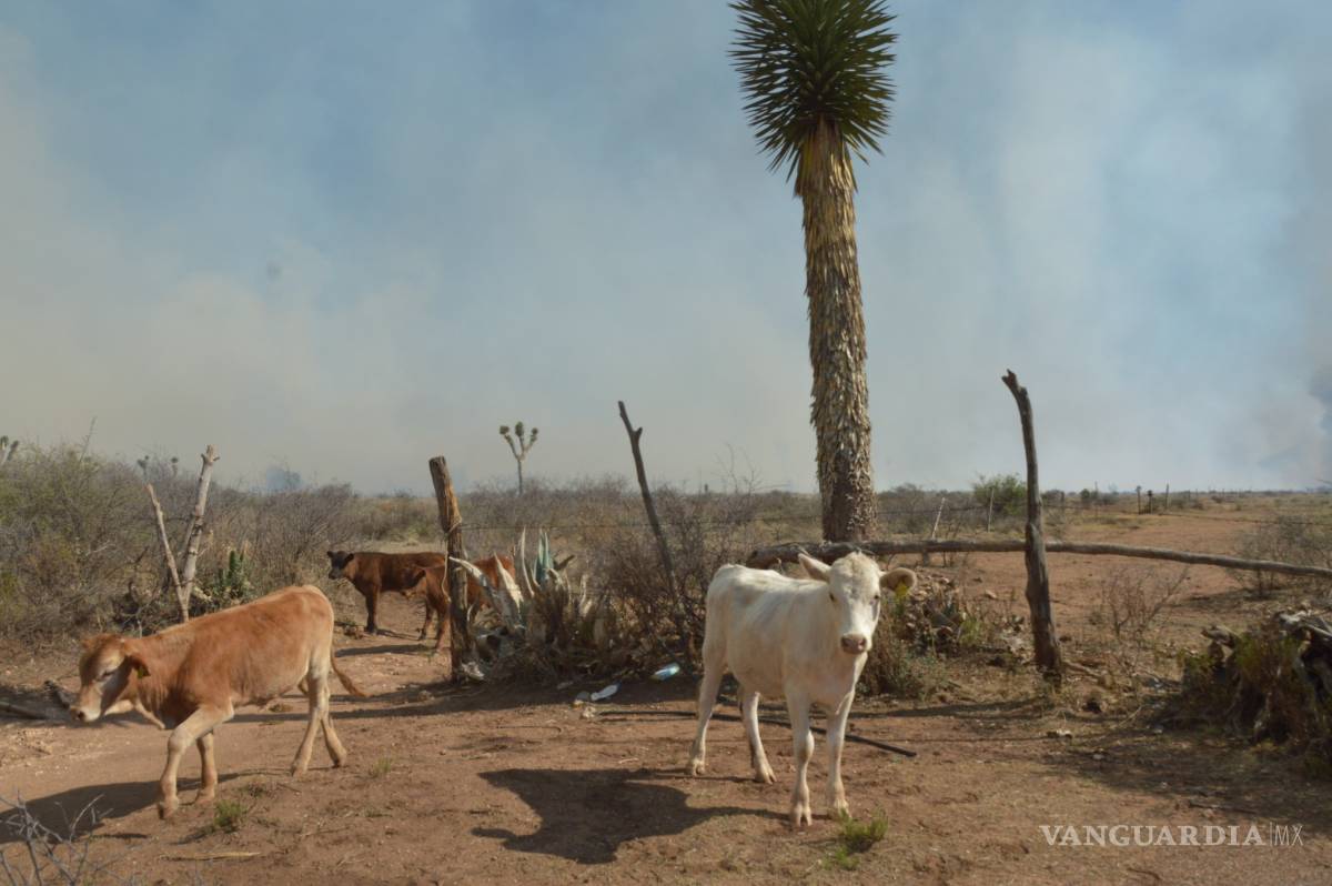 $!Combaten 100 brigadistas incendio forestal al sur de Saltillo