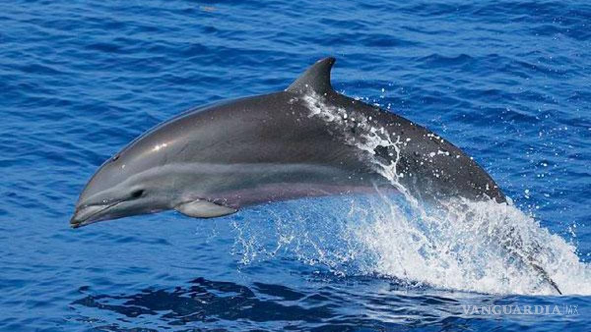 Fentanilo presente en los delfines del Golfo de México