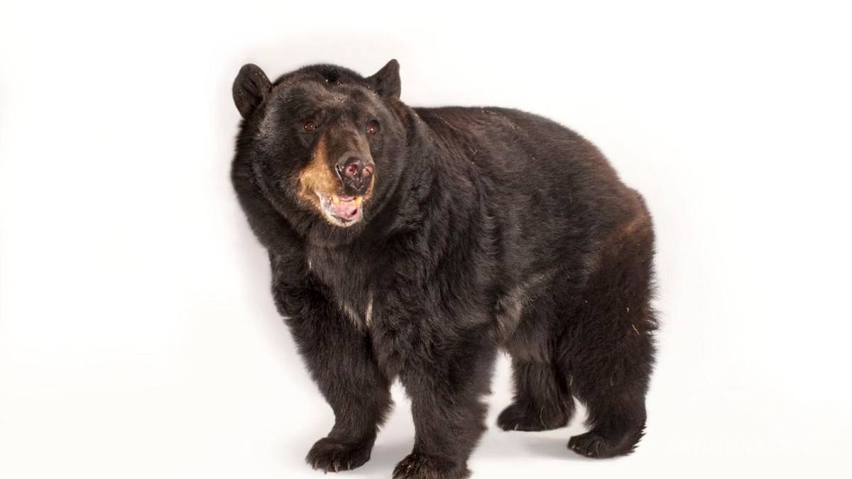Crean en Coahuila fondo para proteger al oso negro