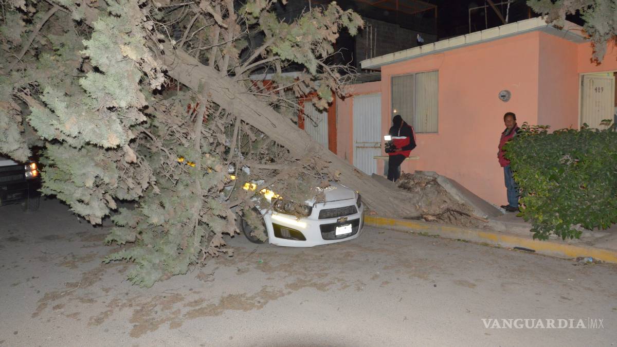 Aún retiran árboles derribados por ventarrón del 30 de diciembre