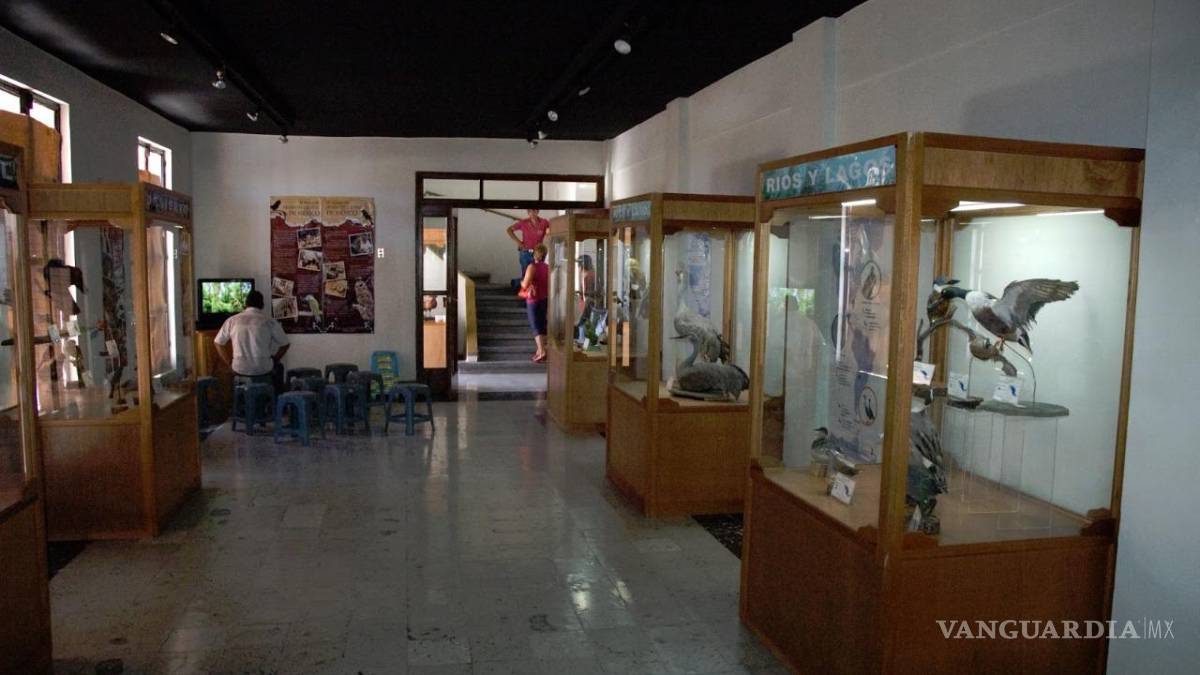 Saltillo: Museo de las Aves prepara celebración por 30 aniversario en 2023