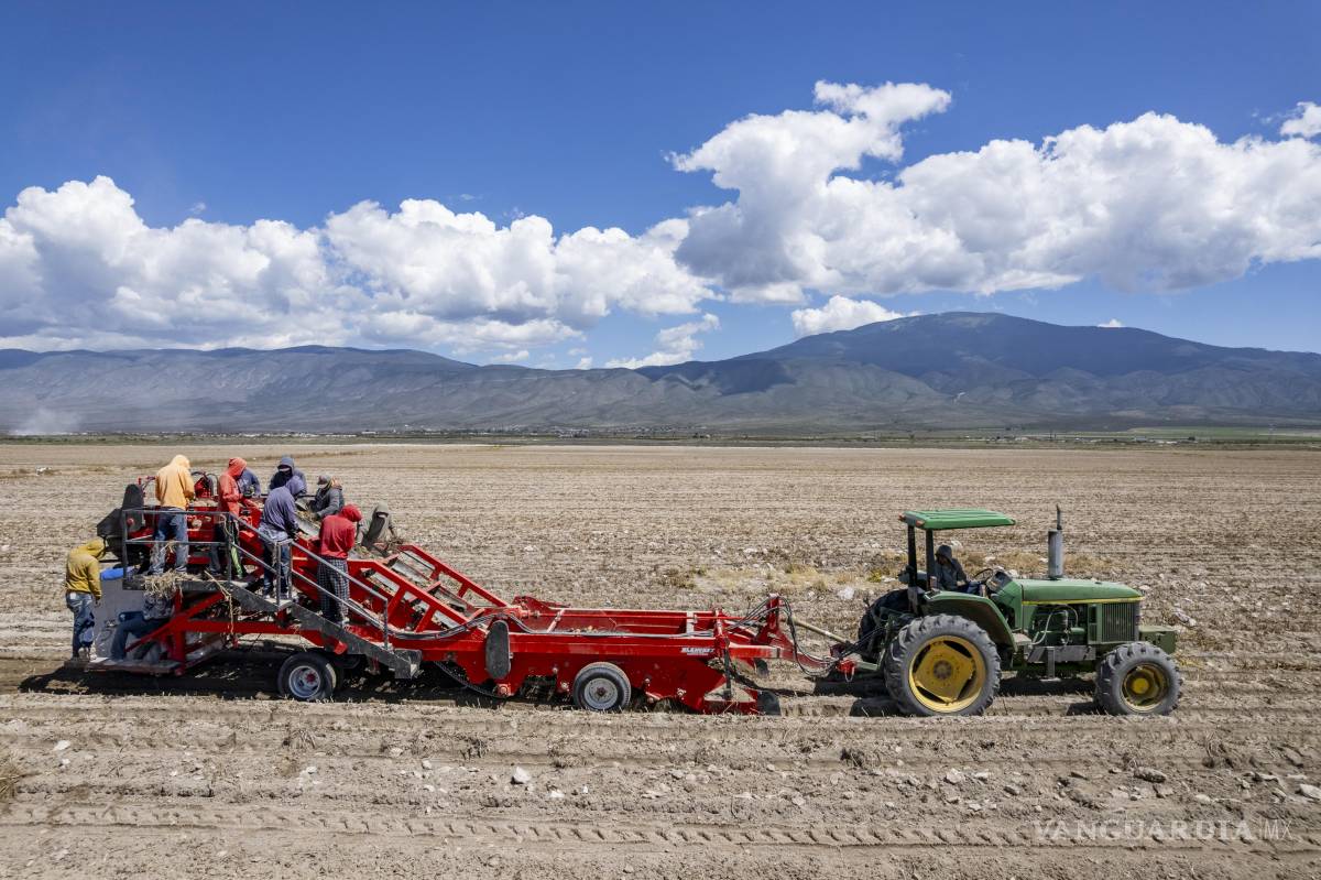 $!La papa es una hortaliza con presencia en Coahuila y Nuevo León, pero que en los últimos años ha decrecido su producción.
