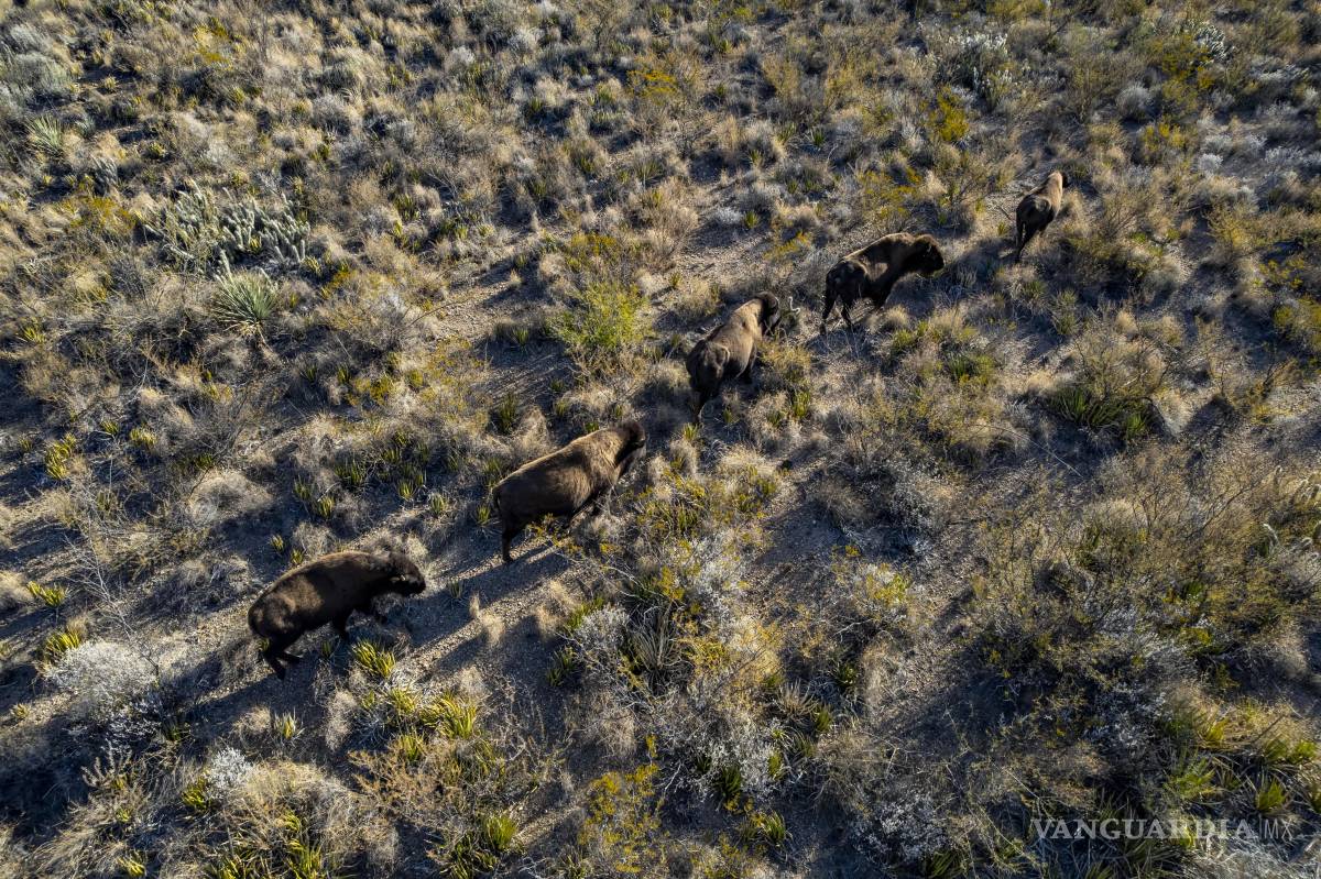 $!Iyané camina otra vez en su hogar: un regreso que conecta naturaleza, cultura y tiempo.