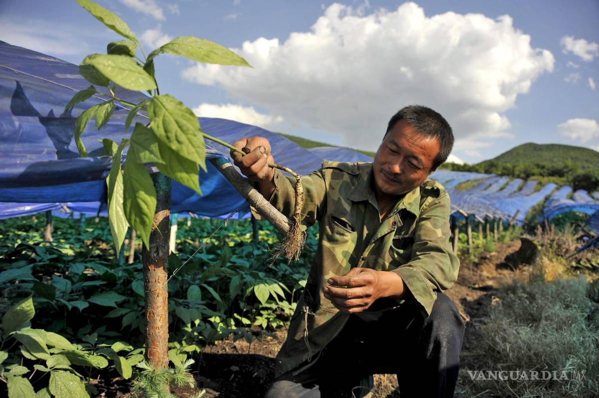 $!Un agricultor trabaja en una plantación de ginseng en una zona montañosa de Longjing, China.
