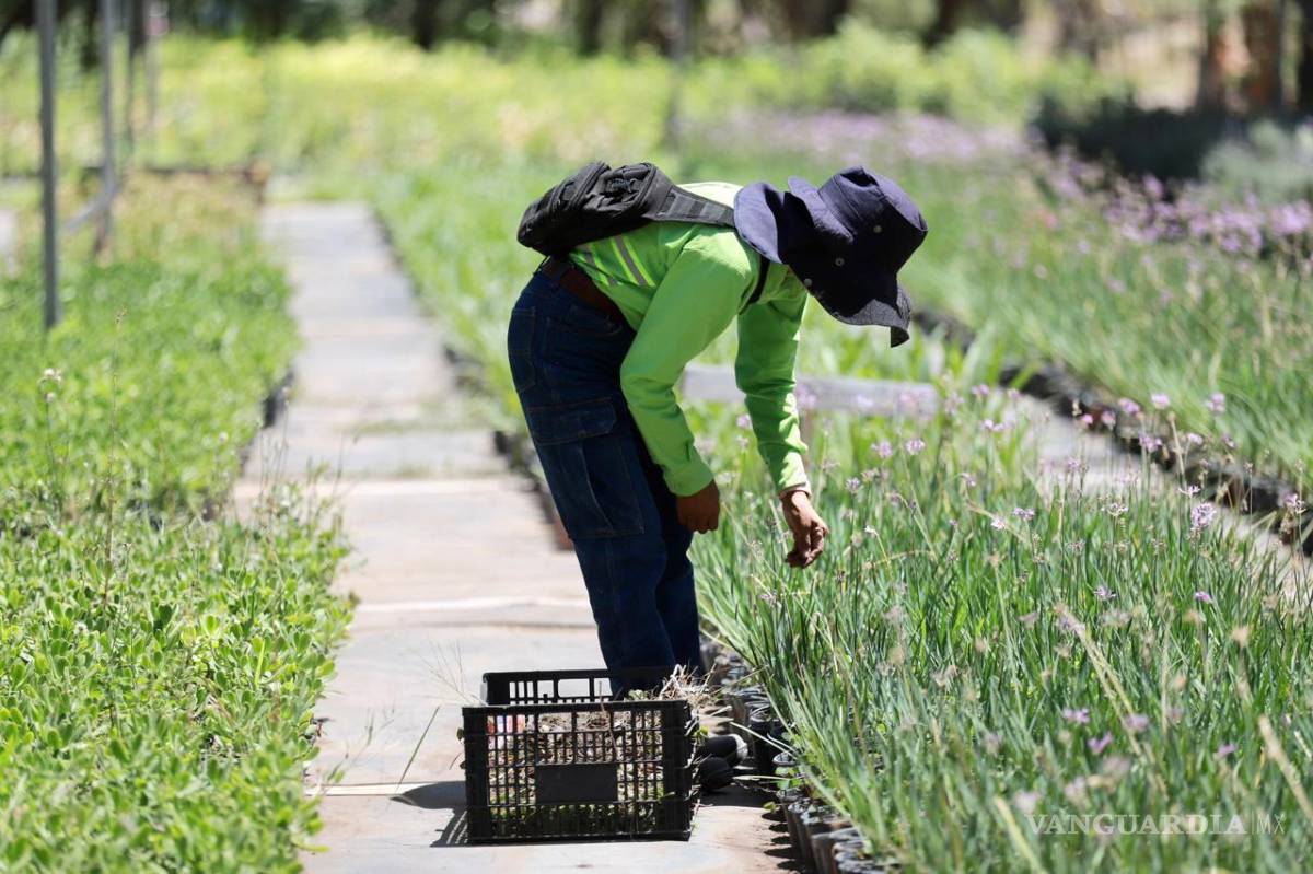 $!La producción sostenida de plantas y árboles se traduce en un paso firme hacia un entorno más verde y saludable.