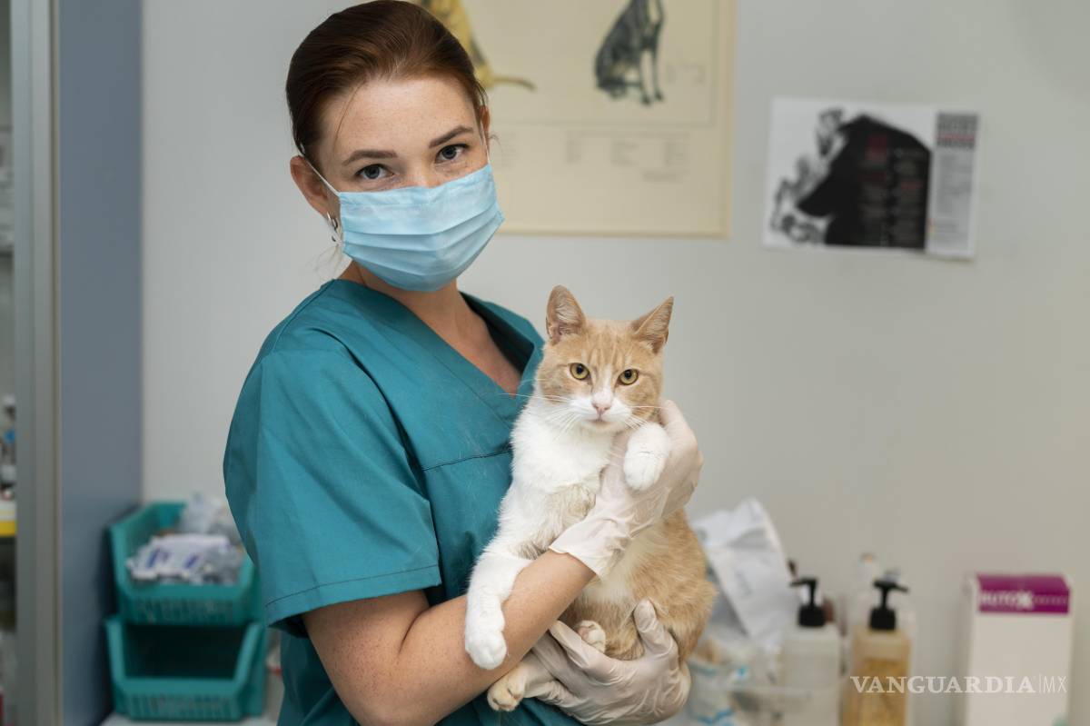 $!¿Cómo cepillar correctamente los dientes de tu gato?