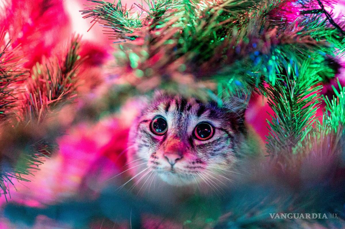 $!Así afecta la pirotecnia a Coahuila: más de la mitad de los hogares tiene mascota