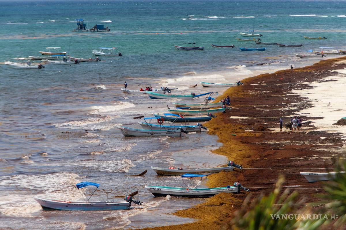 $!Se promueven estrategias de disposición y aprovechamiento del sargazo en tierra, así como alternativas de mitigación como su captura en mar abierto.