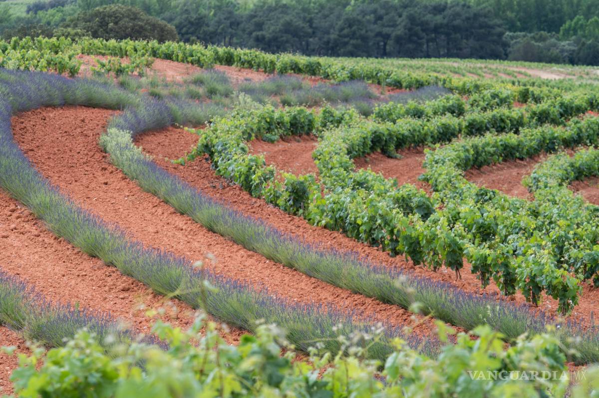 $!Dominio D’Echauz es un enclave con 130 hectáreas plantadas con viñedo que se desarrolla con diseño en Keyline o Línea Clave.