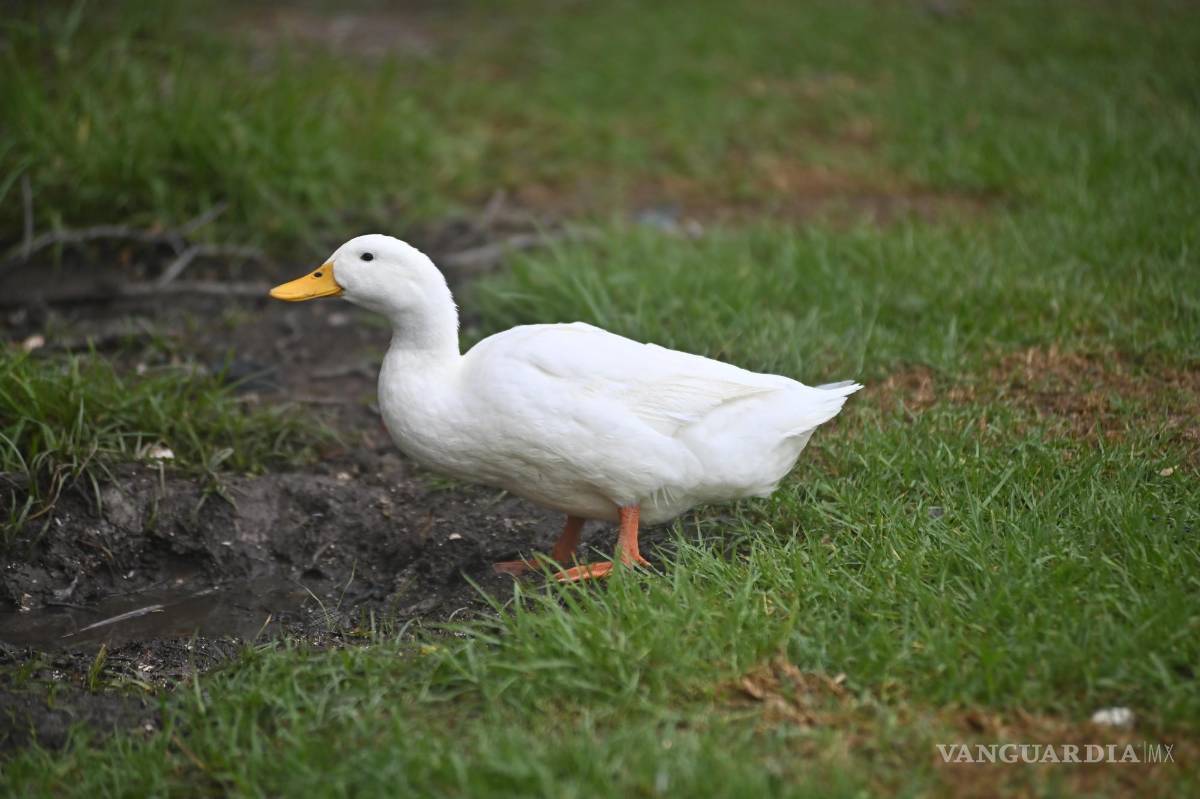$!Una patita empolló sus huevos en pleno Torneo Anual del Club Campestre de Golf 2024.