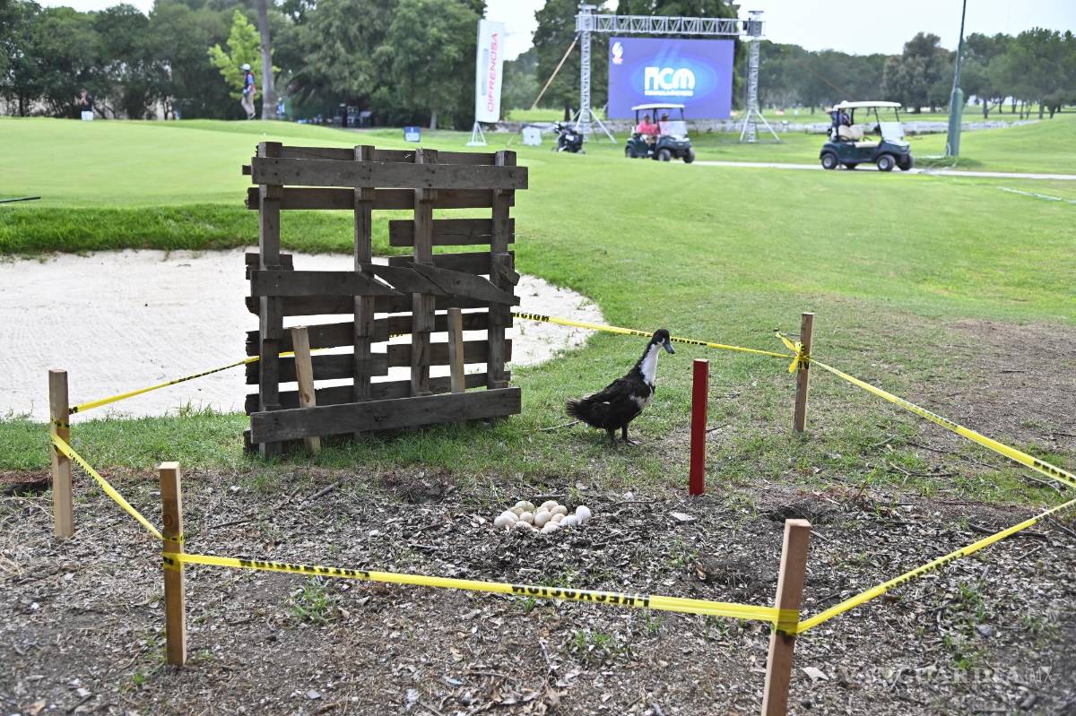 $!Una patita empolló sus huevos en pleno Torneo Anual del Club Campestre de Golf 2024.