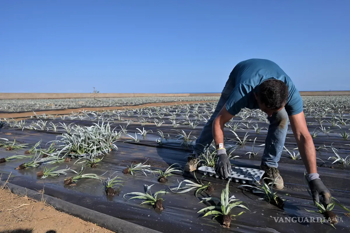 $!La soberanía alimentaria es “el derecho de los pueblos a alimentos saludables y culturalmente apropiados, producidos mediante métodos ecológicamente respetuosos y sostenibles, y su derecho a definir sus sistemas alimentarios y agrícolas”.
